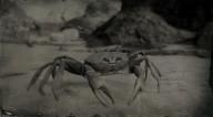 Cuban land crab