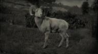 Desert bighorn ram