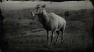 Desert bighorn sheep