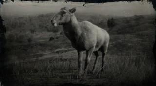 Desert Bighorn Sheep