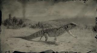 Desert Iguana