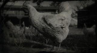 Dominique Chicken