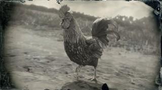 Dominique Rooster