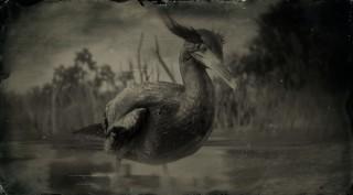 Double-crested Cormorant