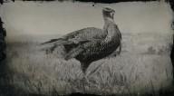 Eastern wild turkey