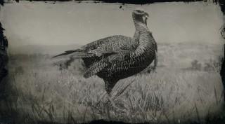Eastern Wild Turkey
