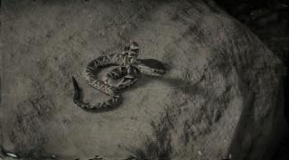 Fer-de-Lance Snake