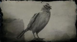 Golden Crowned Sparrow