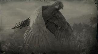 Great green Macaw