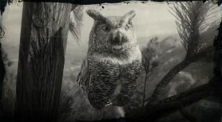 Great Horned Owl