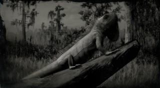 Green Iguana