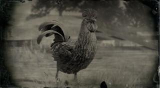Java Rooster