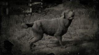 Labrador Retriever