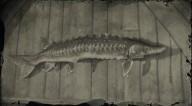 Lake sturgeon legendary