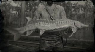 Lake Sturgeon