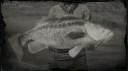 Largemouth bass legendary