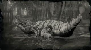 Legendary Bull Gator