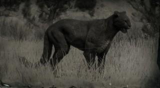 Legendary Cougar