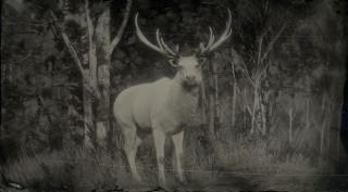 Legendary Elk