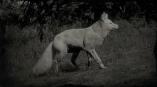Legendary Fox