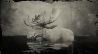 Legendary Moose
