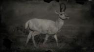 Legendary pronghorn