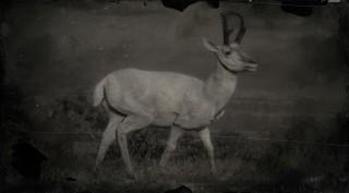 Legendary Pronghorn