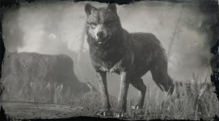 Gray Wolf Red Dead Redemption 2 Animals Species Wildlife