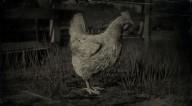 Leghorn chicken