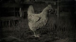 Leghorn Chicken