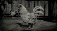 Leghorn rooster