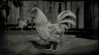 Leghorn Rooster