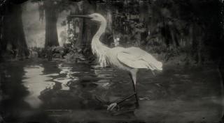 Little Egret