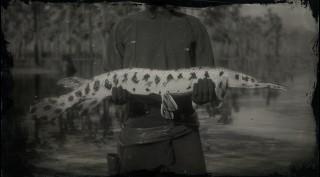 Legendary Longnose Gar