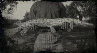 Longnose Gar