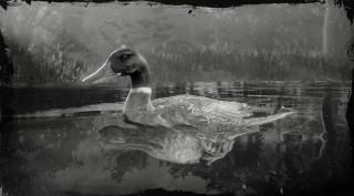Mallard Duck