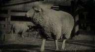 Merino sheep