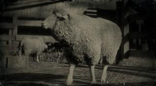 Merino Sheep