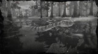 Midland Water Snake