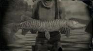 Muskie legendary