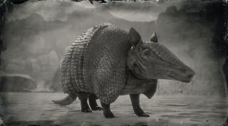 Nine-banded Armadillo