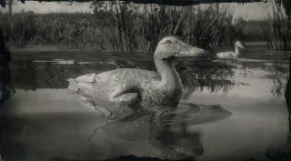 Pekin Duck