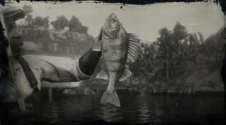 Legendary Perch