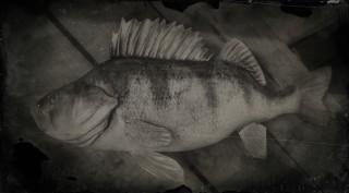 Perch