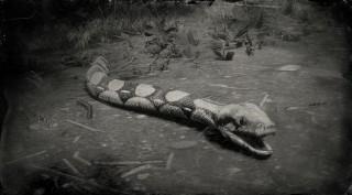 Red Boa Snake
