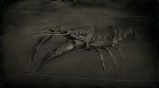 Red Swamp Crayfish