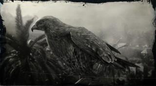 Red-tailed Hawk