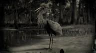 Reddish egret