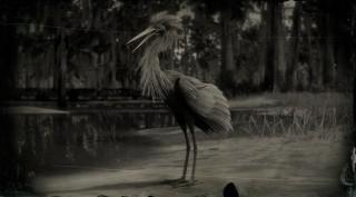 Reddish Egret