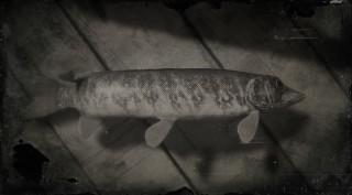 Redfin Pickerel